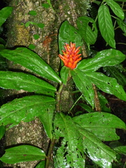 Costus curvibracteatus