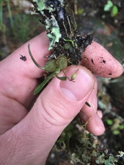 Bulbophyllum tuberculatum