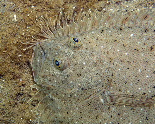 Scophthalmus aquosus (Mitchill, 1815)