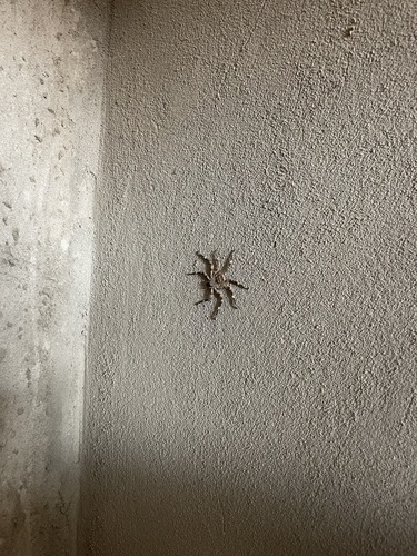 Selenops radiatus