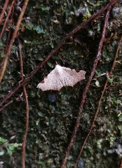 Prolophota trigonifera