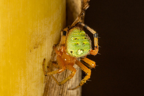 Green Hairy Field Spider