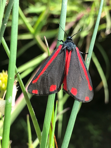 Cinnabar moth