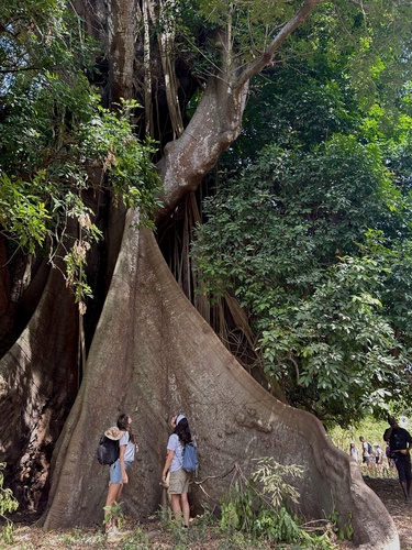 Kapok Tree