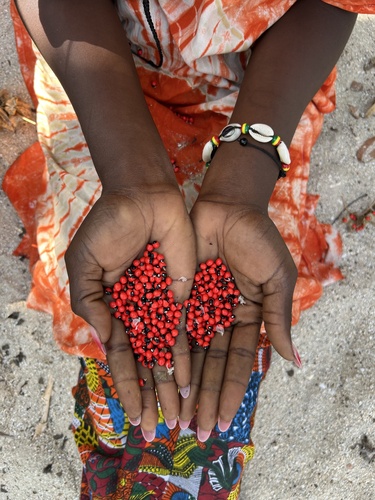 rosary pea