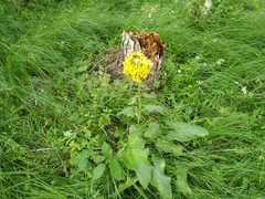 Ligularia thyrsoidea