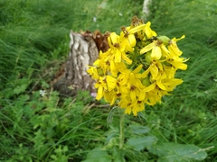 Ligularia thyrsoidea