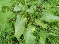 Ligularia thyrsoidea