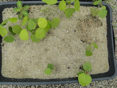 Centrolobium tomentosum