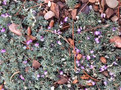 Astragalus kentrophyta