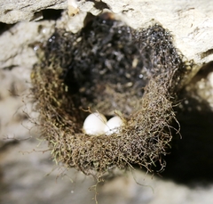 Hirundo tahitica