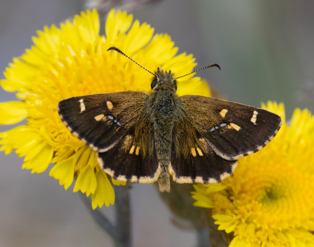 Mountain Skipper