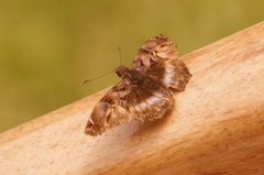 Noctuana lactifera