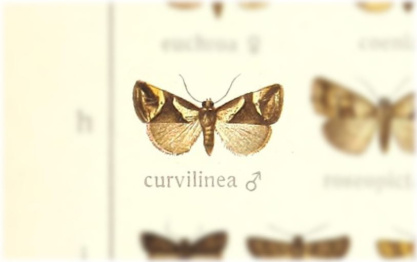 Maliattha curvilinea