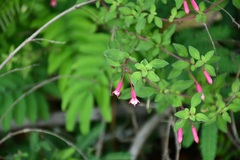Fuchsia ravenii