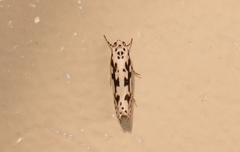 Ethmia dodecea