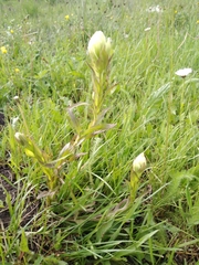 Castilleja occidentalis