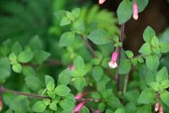 Fuchsia ravenii