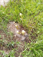 Castilleja occidentalis