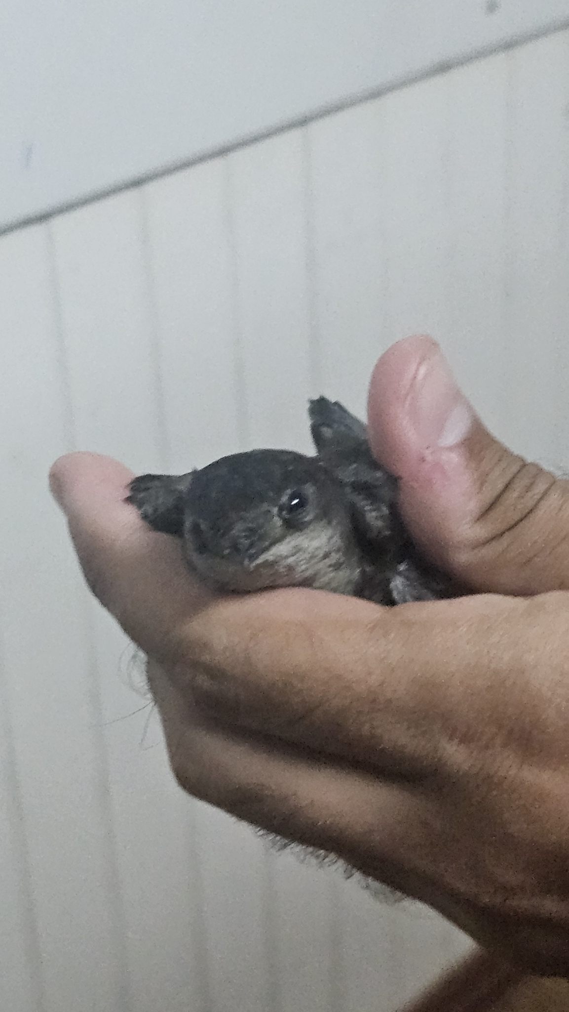 Sick's Swift (Chaetura meridionalis), photo 3