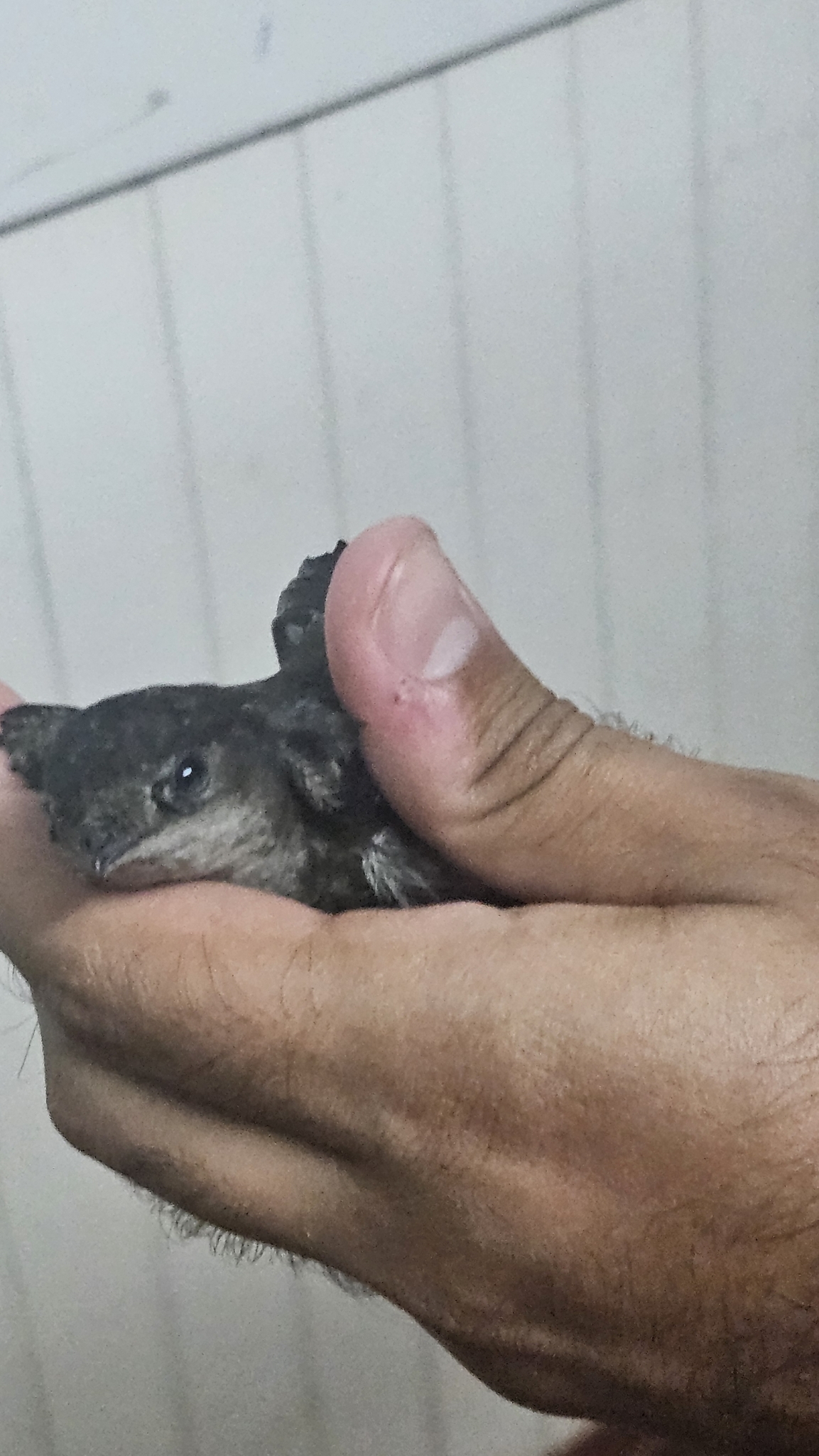 Sick's Swift (Chaetura meridionalis), photo 4
