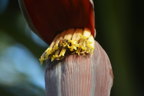 West African Honey Bee