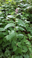 Stachys chamissonis cooleyae