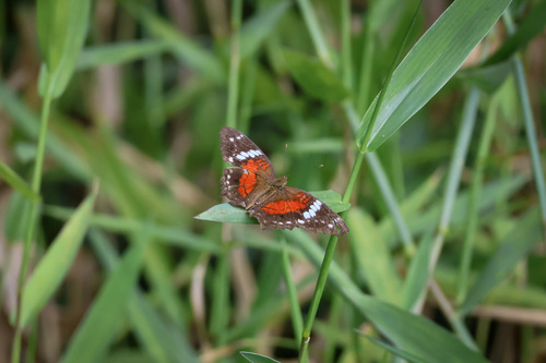 Red Peacock photo 5