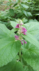Stachys chamissonis cooleyae