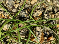 Lilaeopsis occidentalis