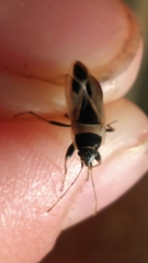 Xanthochilus saturnius