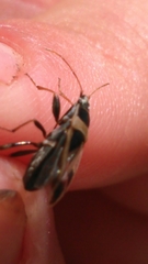 Xanthochilus saturnius