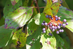 Cornus foemina