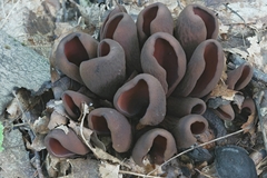 Wynnea americana