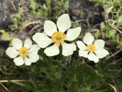 Anemonastrum