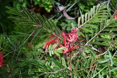 Calliandra hirsuta