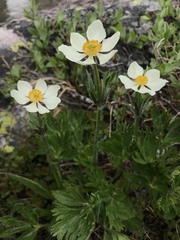 Anemonastrum