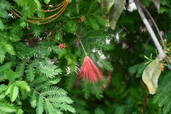 Calliandra hirsuta