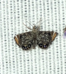 Chrysendeton nigrescens