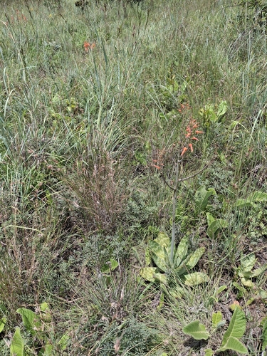 Aloe lettyae