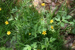 Ranunculus petiolaris