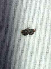 Chrysendeton nigrescens