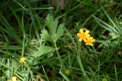 Ranunculus petiolaris