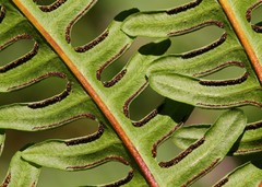 Pteris tripartita