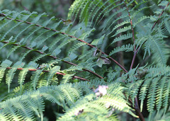 Pteris tripartita