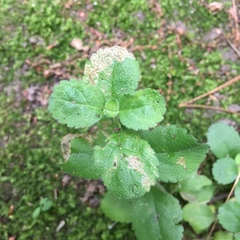 Phytomyza crassiseta