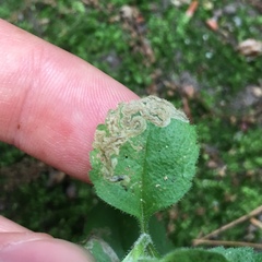 Phytomyza crassiseta