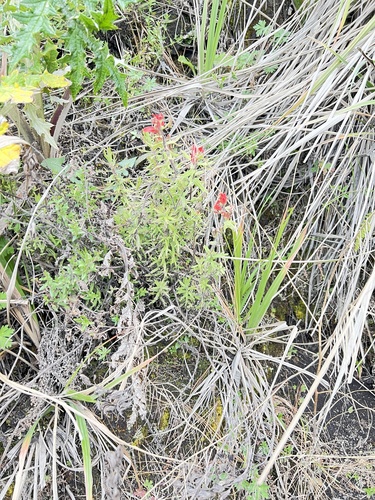 Castilleja pectinata (Castilleja pectinata)