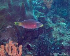 Oxycheilinus digramma