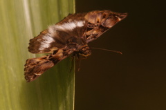 Noctuana lactifera